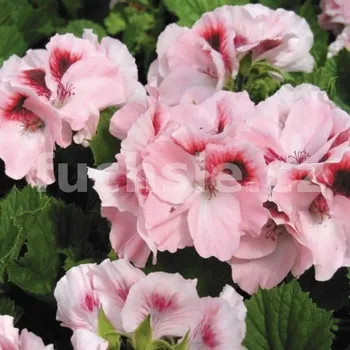 Pelargónie grandiflorum - růžový, krajkový - 1241