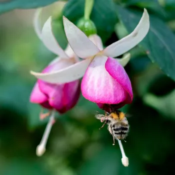 Hochzeitsglocken (Fuchsie) 1058F