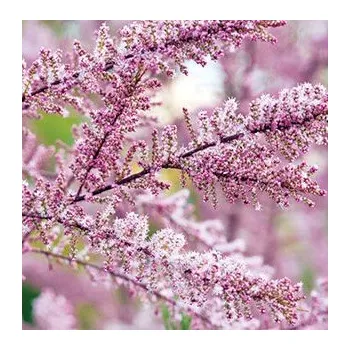 Tamaryšek (Tamarix parviflora) - 1074