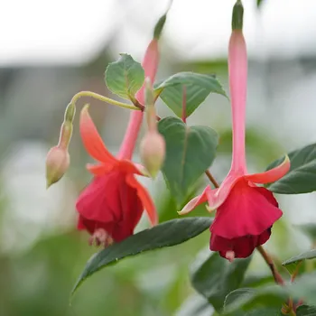 Walz Harp Fuchsie 508