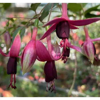 Piggelmee Fuchsie 541