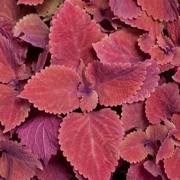Africká kopřiva-Coleus Copa Copper 153K