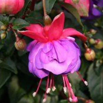 Jollies Brest 1144 F