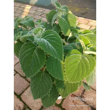 Australský citronový list- Plectranthus bellus, Mount Carbine - 137M