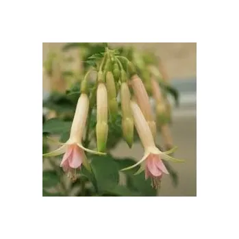 Jaspers Triphy White Fuchsie 1008 F