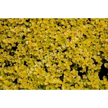 Sedum makioni Yellow- rozchodník