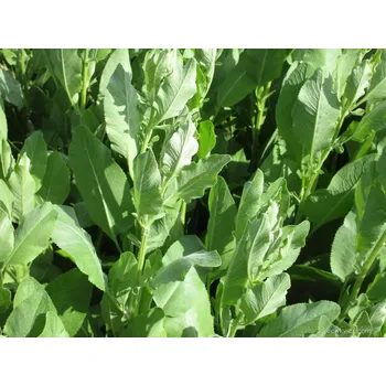 Maří list Balšamový-Tanacetum balsamita - 167C