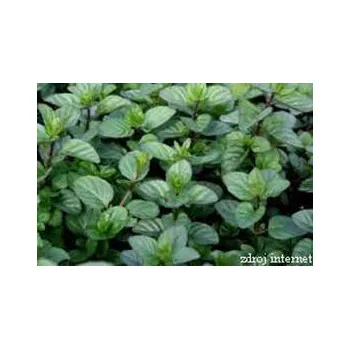 Menta pip. Máta Anglická Citaro - 162X