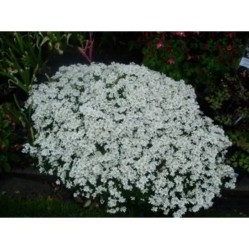 Arabis caucasica Little Treasure White- Huseník kavkazský