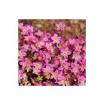 Lomikámen (Saxifraga Ardensii),růžový