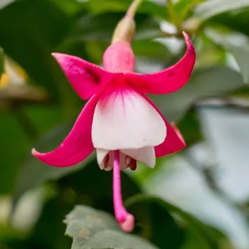 Diva Tina Fuchsie 287