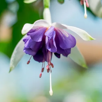 New York (Fuchsie) 1071F