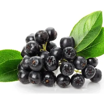 Temnoplodec – Aronie