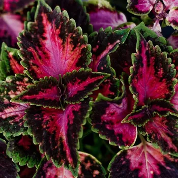 Coleus - africká kopřiva, Wizard Coral Sun - 154 F