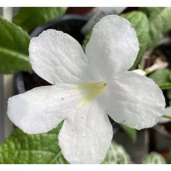 Streptocarpus, Tořivka čistě bílá - 027E