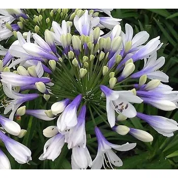 Kalokvět (Agapanthus) - Twister - 1083