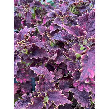 Africká kopřiva-Coleus Tm. bordo - 154 J