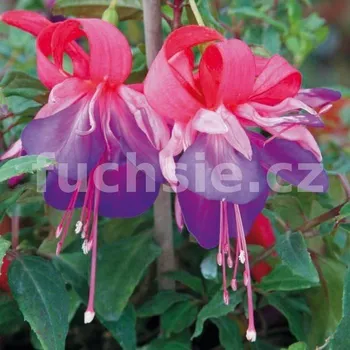 Samanta Jane Fuchsie 242