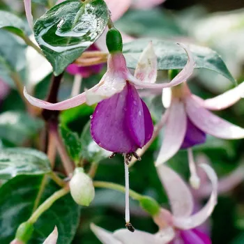 Jollies Reims Fuchsie 1031 F