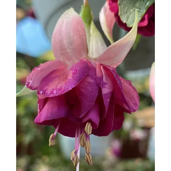 Nicola Claire Fuchsie 504