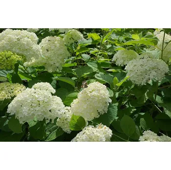 Hydrangea marc. "Mme E.Mouillere" - 1048