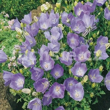 Zvonek modrý (Campanula Carp. Clips)