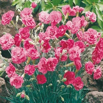 Hvozdík (Dianthus caryophyl. růžový 3085