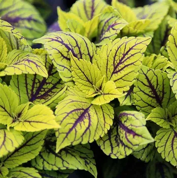 Coleus Copa Nevada- Africká kopřiva - 154 N