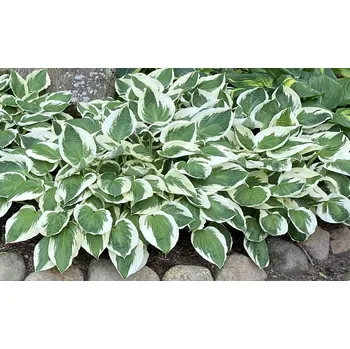 Bohyška, Hosta Francee 3158