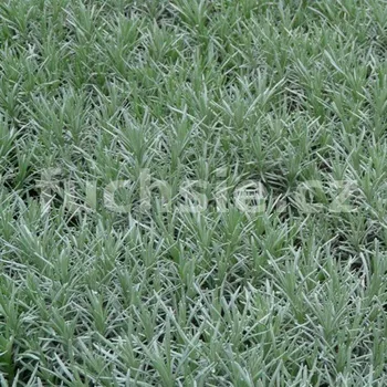 Kari koření ALADIN-Helichrisum italicum - 173A