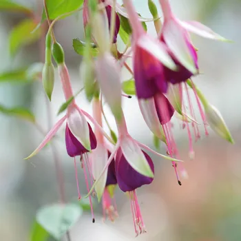 Mina Knudde Fuchsie (J.Harsoulle B 1976) 246