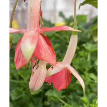 Herps Achtspan 1157 F