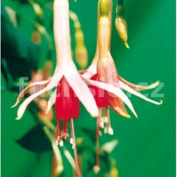 Nina Wills Fuchsie (Wils-Aktinson GB 1963) 269