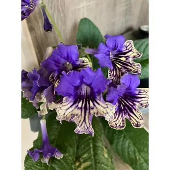 Streptocarpus- Tořivka, modro žlutá s krajkou - 027P