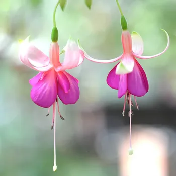 Stad Telč Fuchsie (Šl. Josef Gindl, A, 2004) 471