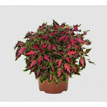 Africká kopřiva-Coleus Down Town- Vegas Neon 153 G