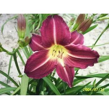 Hemerocallis Apres Moi- Denivka