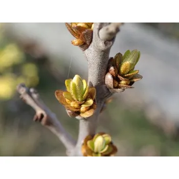 Sazenice Rakytník řešetlákový 'Sluníčko' 20-40 cm H9