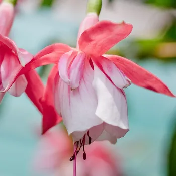 El Camido Fuchsie (Lee USA 1955) 225