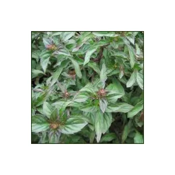 Máta hrušková- Mentha Jessica s Sweet Pear - 162Y