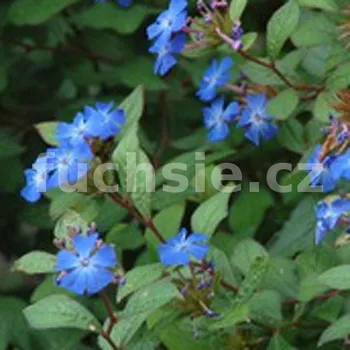 Olověnec převislý i půdopokryvný (Plumbaginoide Ceratostigma ) - 118A