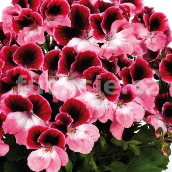 pelargonie grandiflorum, jasně červená s okem - 1288