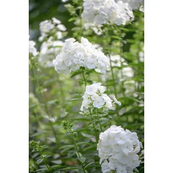 Phlox Paniculata bílý 3141