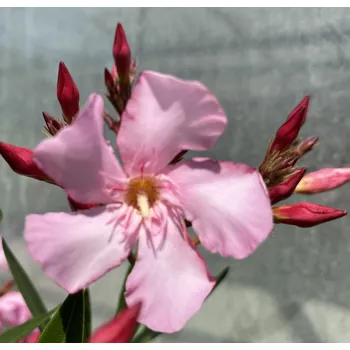 Oleandr růžový, jednoduchý, Nerium - Mrs. Swanson 176A