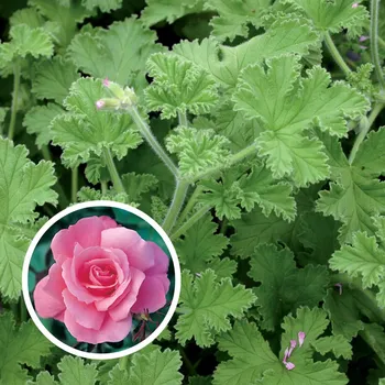 Pelargonie s vůní růže - 1165