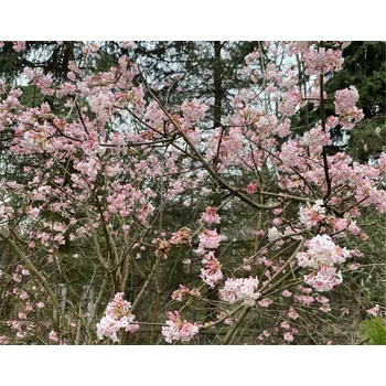 Viburnum Bodn. Dawn (Kalina) - 1075