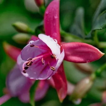 Fantasia Pink Fuchsie 531