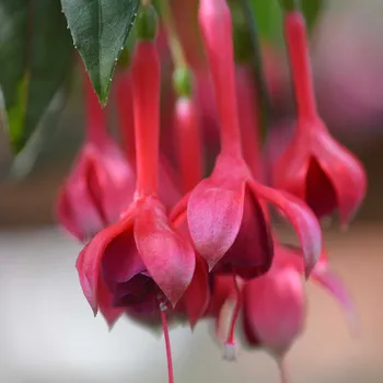 Fina Creten Fuchsie (Šl. Frans Busschodts,B, 2001) 853