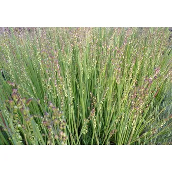Okrasná tráva Briza Media- Třeslice prostřední
