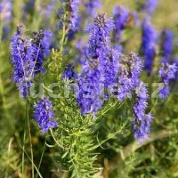 Yzop lékařský (Hyssopus officinalis) - 139A